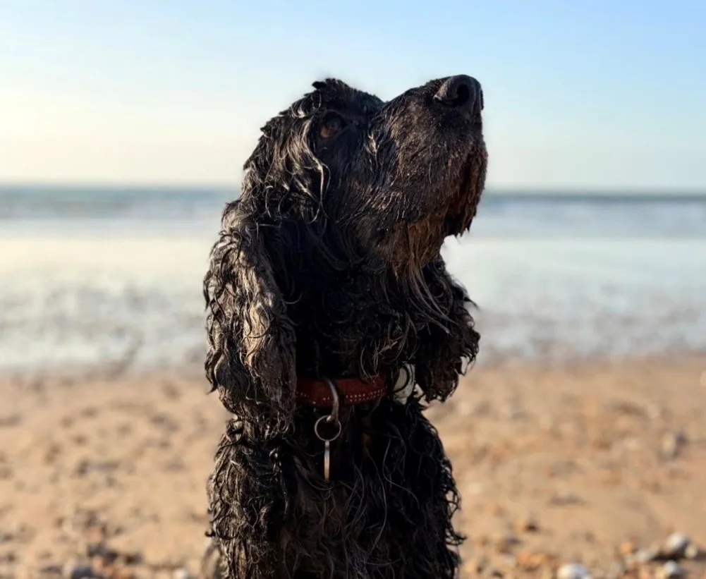What Pavlov’s dogs can teach us about Wellness.